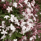 Pink American Jasmine (Jasminum polyanthum) - Flowering Creeper - Soiled