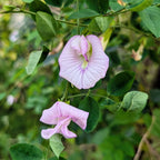 Pink Aparajita Flower Seeds (Clitoria Ternatea) - Seed - Soiled
