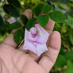 Pink Aparajita Flower Seeds (Clitoria Ternatea) - Seed - Soiled