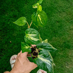 Piper Methysticum 'Bright Eyes' - Pepper - Soiled