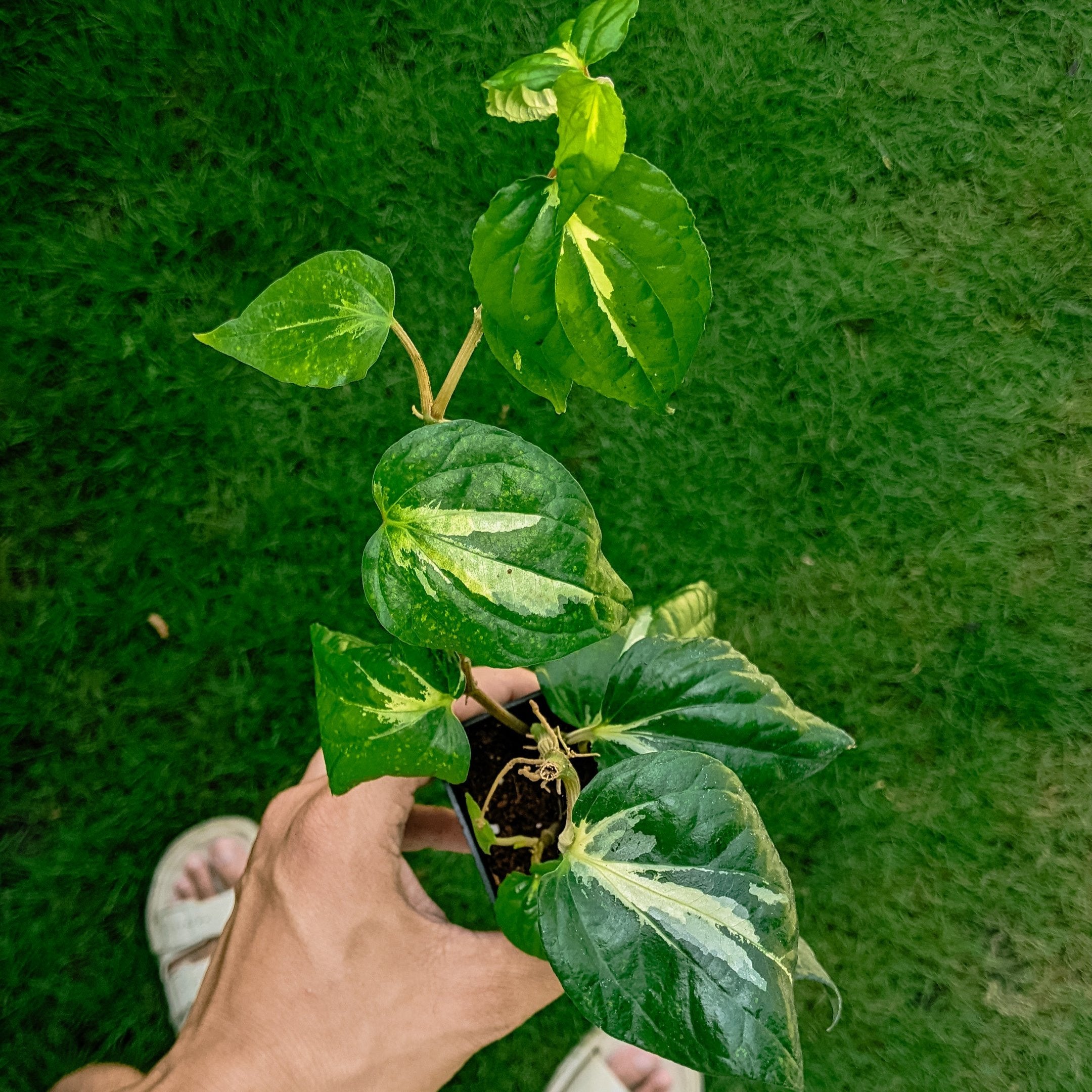 Piper Methysticum 'Bright Eyes' - Pepper - Soiled