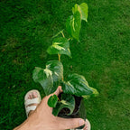 Piper Methysticum 'Bright Eyes' - Pepper - Soiled