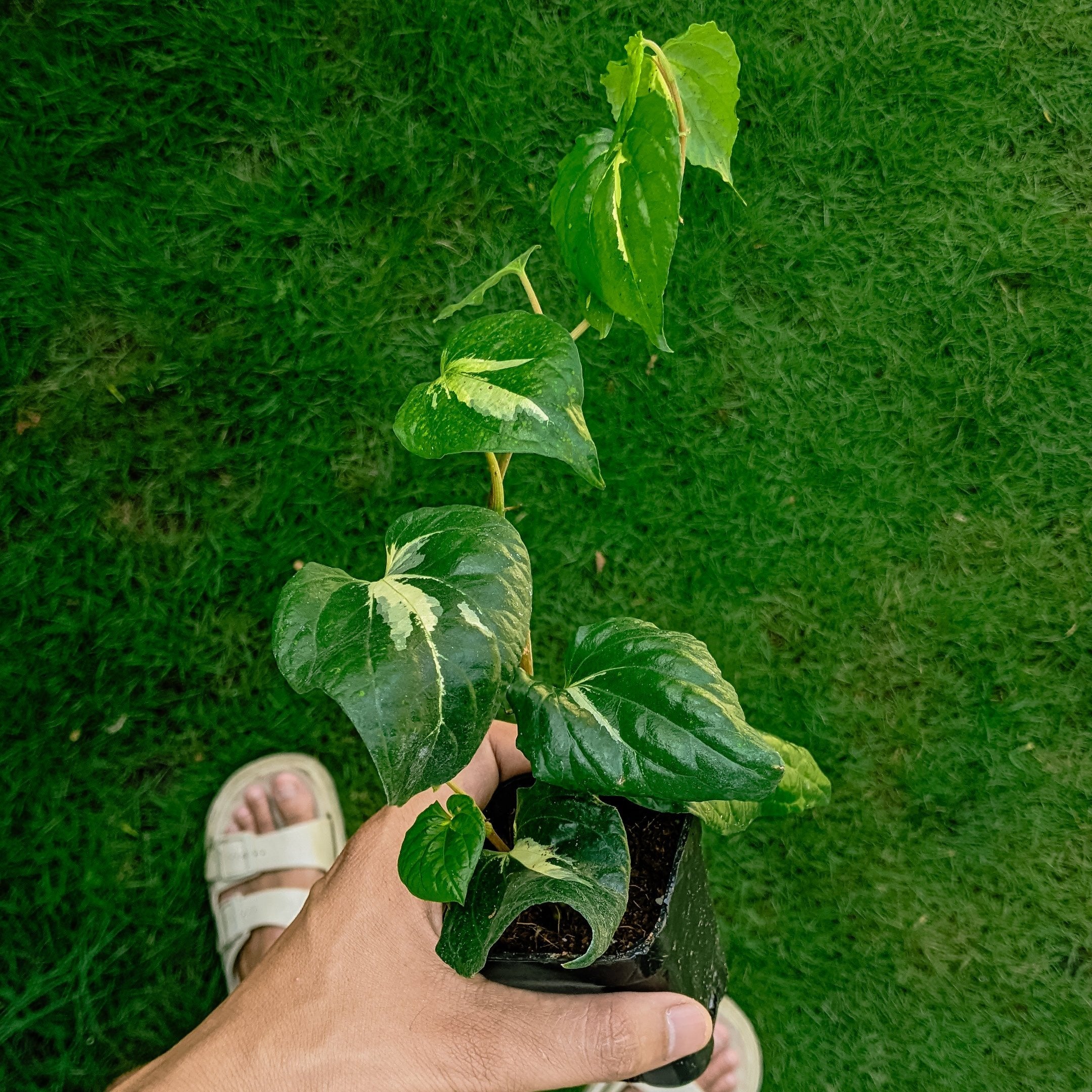 Piper Methysticum 'Bright Eyes' - Pepper - Soiled
