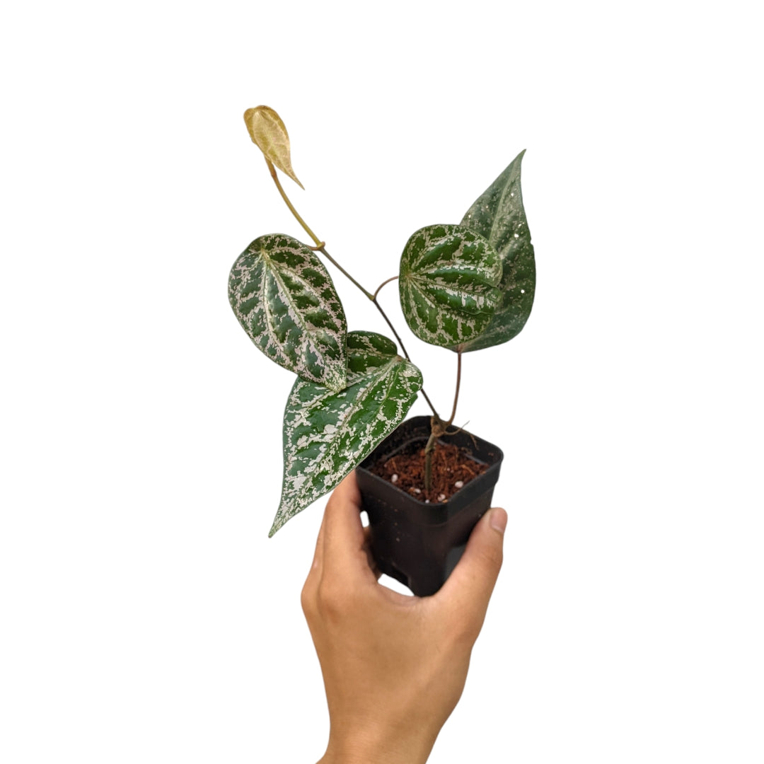 Exotic Piper Collection: Ornatum, Sylvaticum & 'Bright Eyes' - Pepper - Soiled