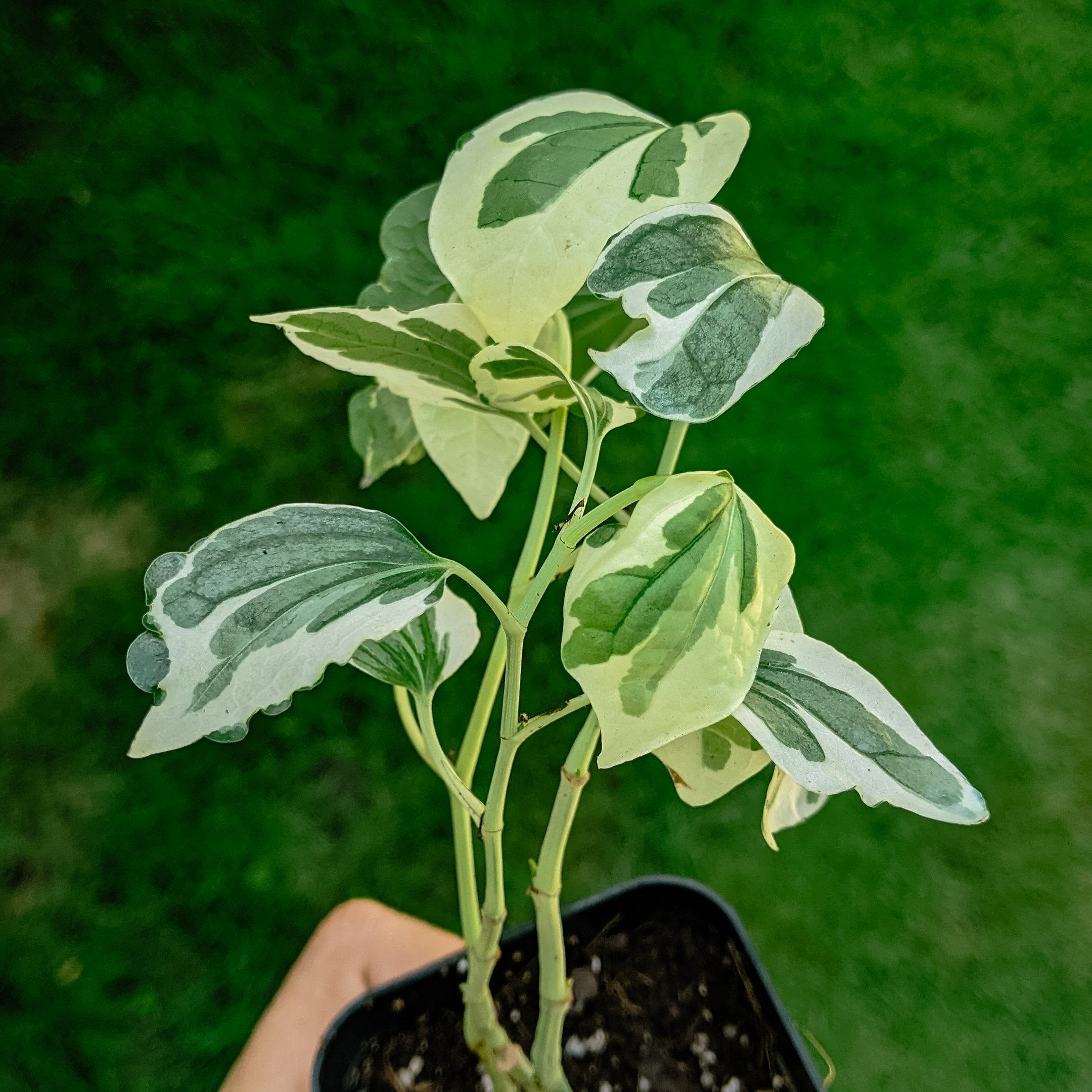 Piper Sarmentosum Variegated - Piper - Soiled