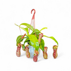Pitfall pitcher plant in a hanging pot on a white background