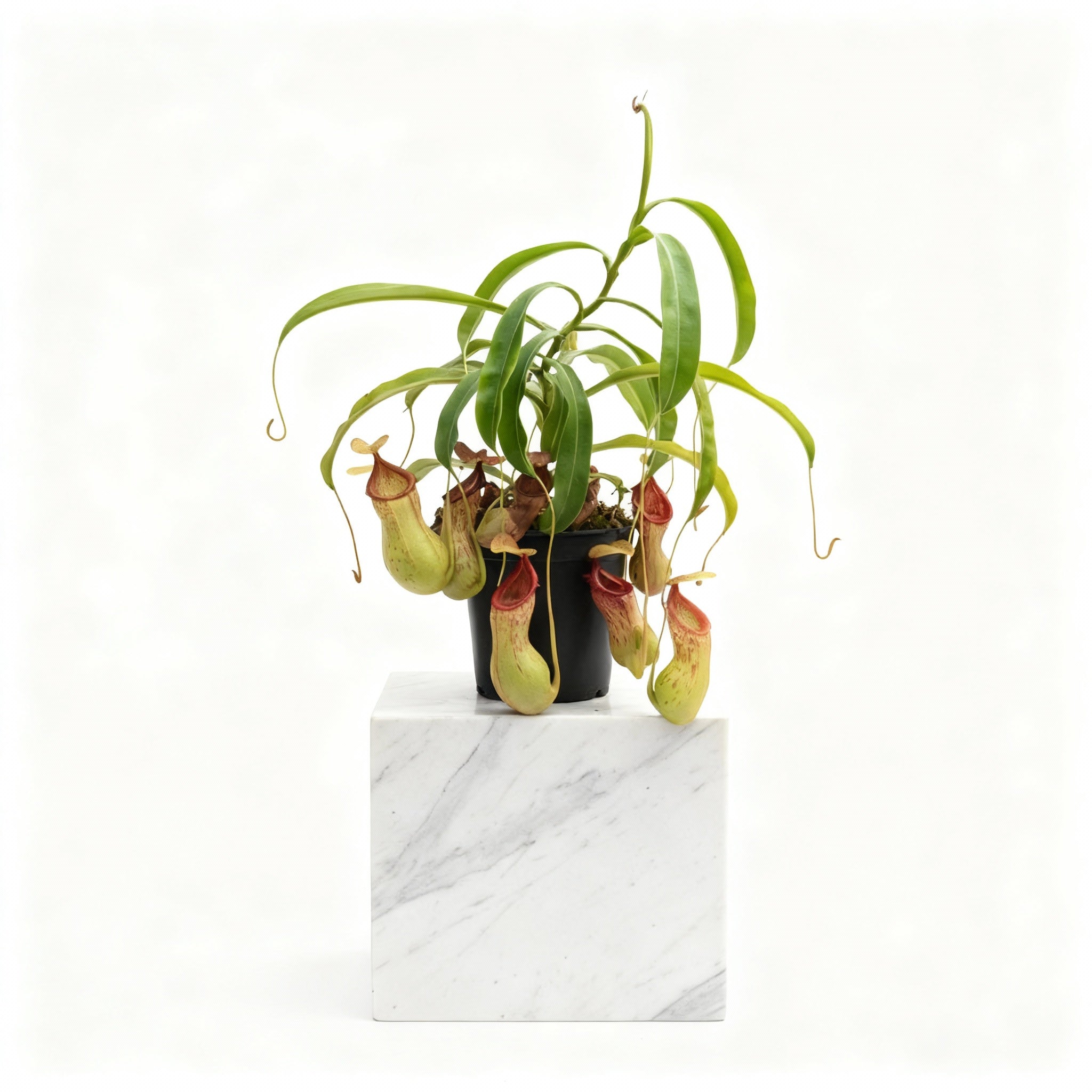 Pitcher Plant (Nepenthes Gaya Buddha)