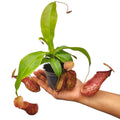 Hand holding a small pitcher plant with red and green leaves on a white background