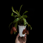 Hand holding a small potted plant with pitcher-like leaves against a black background