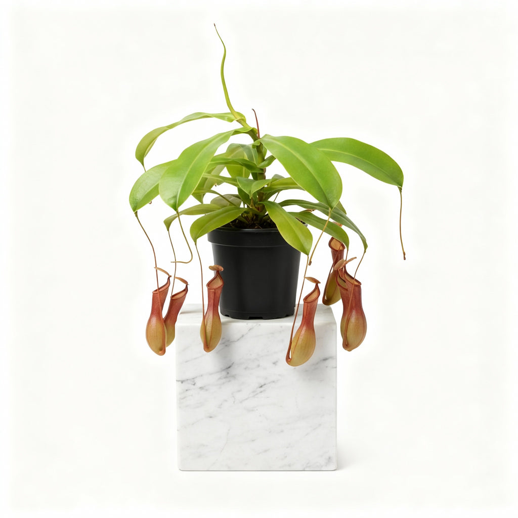 Pitcher Plant (Nepenthes Ventrata)