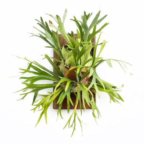 Green Platycerium Bifurcatum on a white background