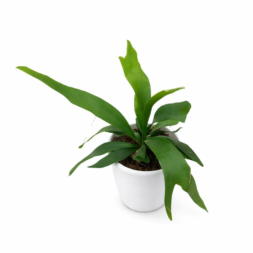 Potted Platycerium Bifurcatum with large green leaves on a white background