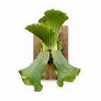 Large Platycerium Elephantotis on a wooden board against a white background