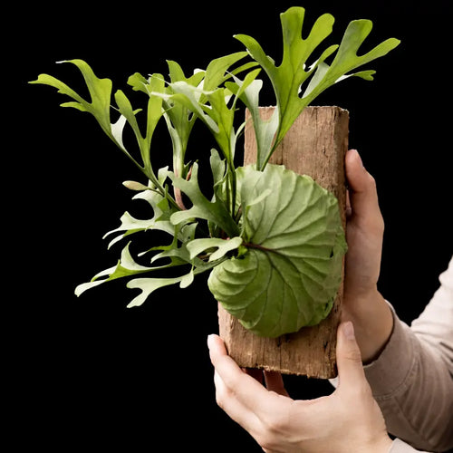 Person holding a wooden planter with green plants against a black background
