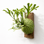 Green leafy plant mounted on a wooden board against a white wall