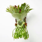 Platycerium Superbum