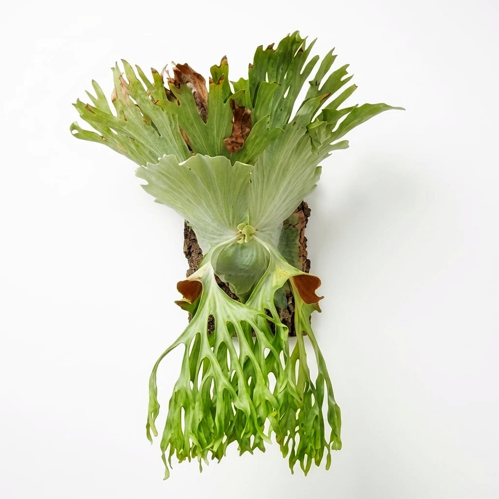Platycerium Superbum