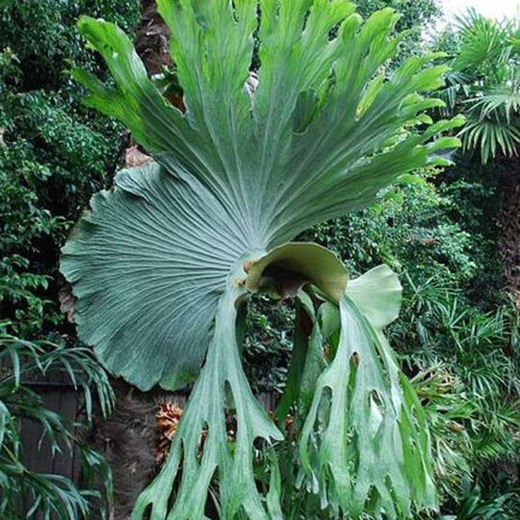 Platycerium Superbum