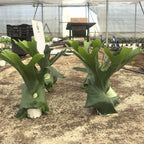 Two large green plants in a greenhouse setting with equipment and crates in the background.