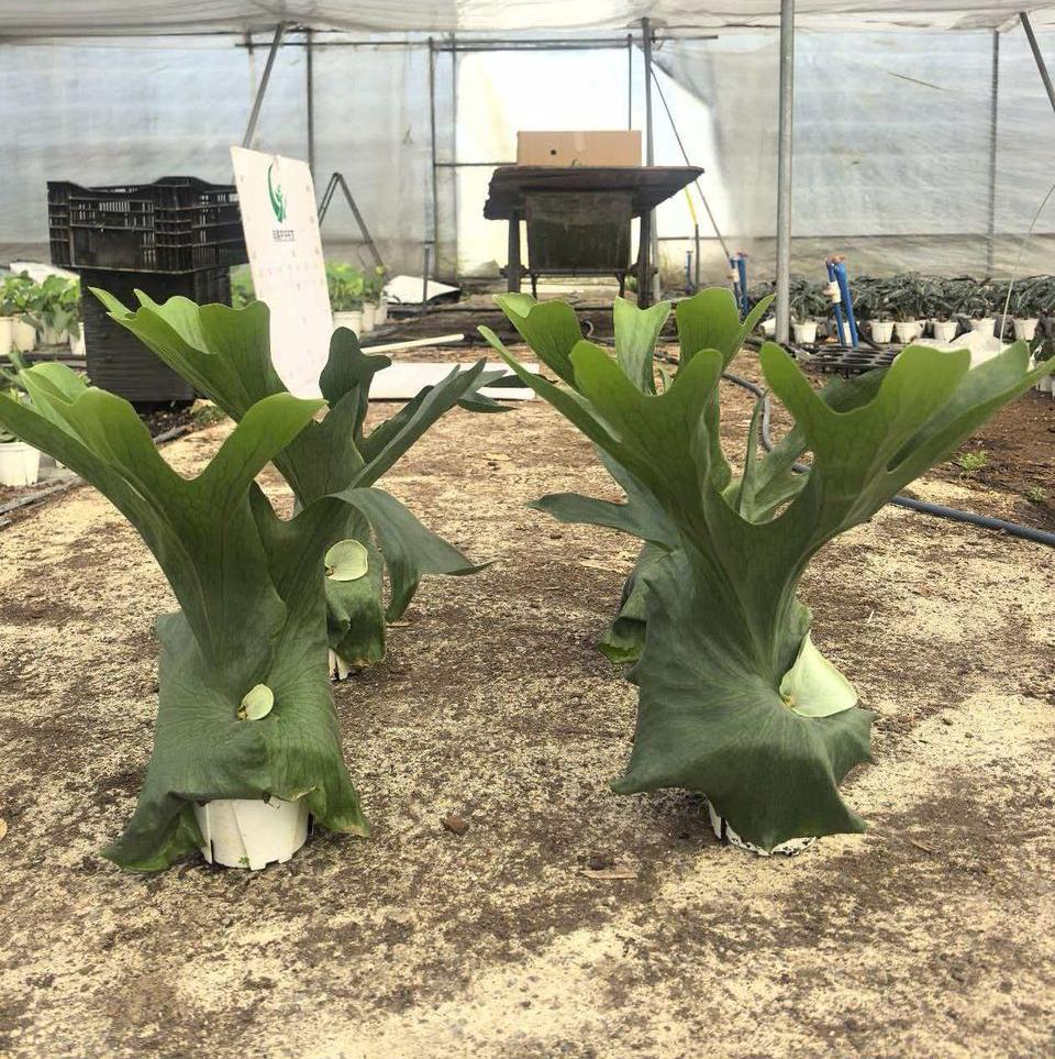 Two large green plants in a greenhouse setting with equipment and crates in the background.