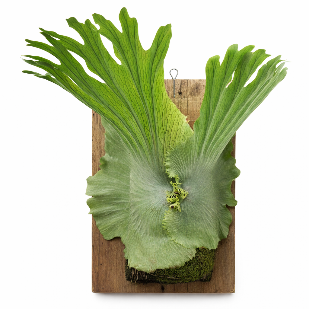 Large Platycerium Wandae on a wooden board with a white background