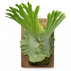 Large Platycerium Wandae on a wooden board with a white background