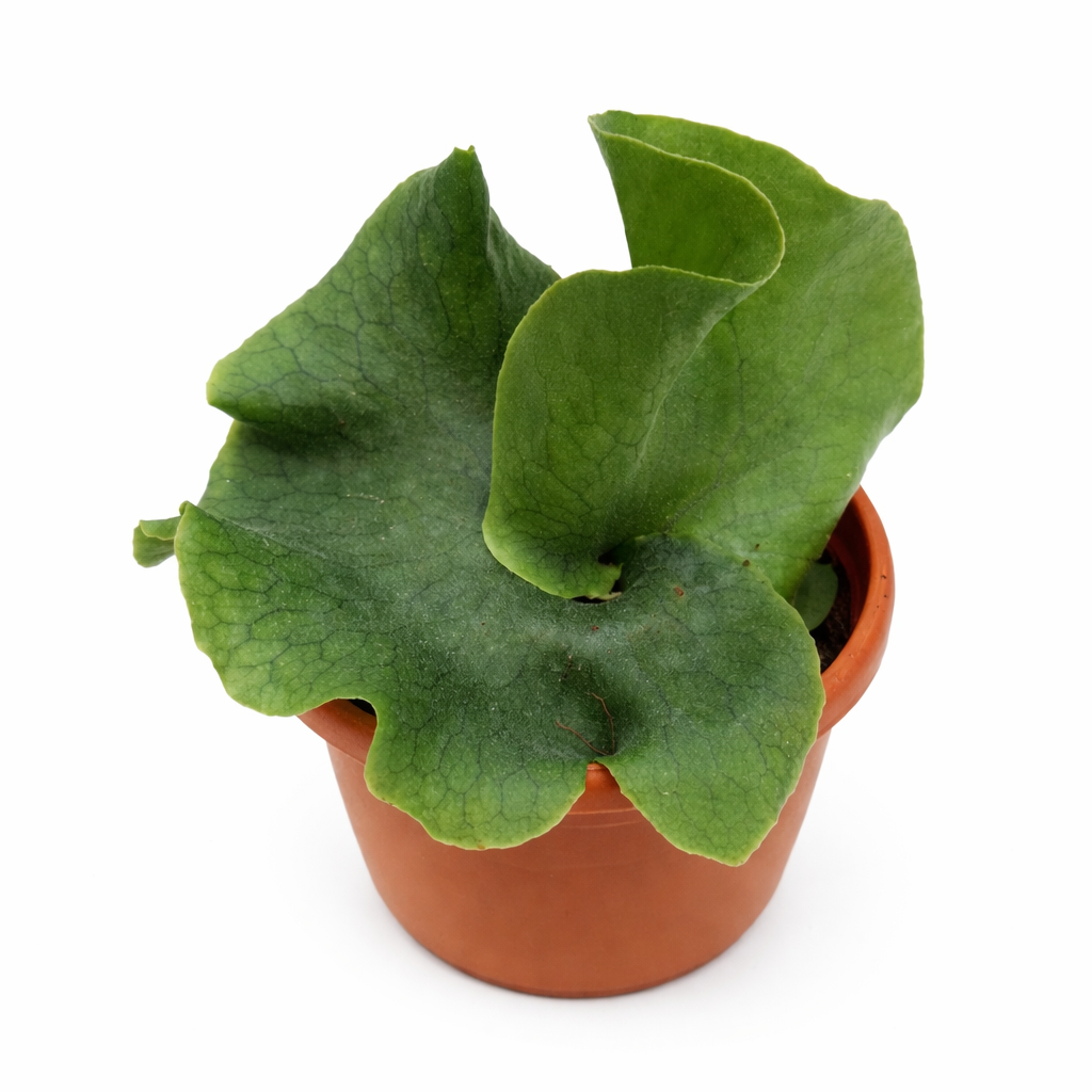 Green potted Platycerium Wandae plant on a white background