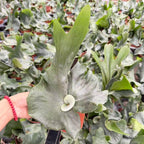 Person holding a large green leafy plant with a blurred garden background