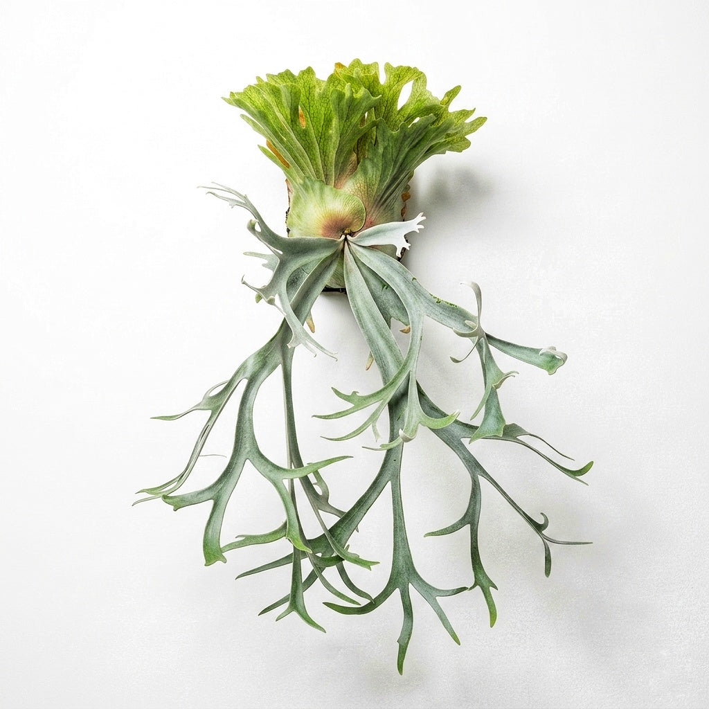 Platycerium Willinckii