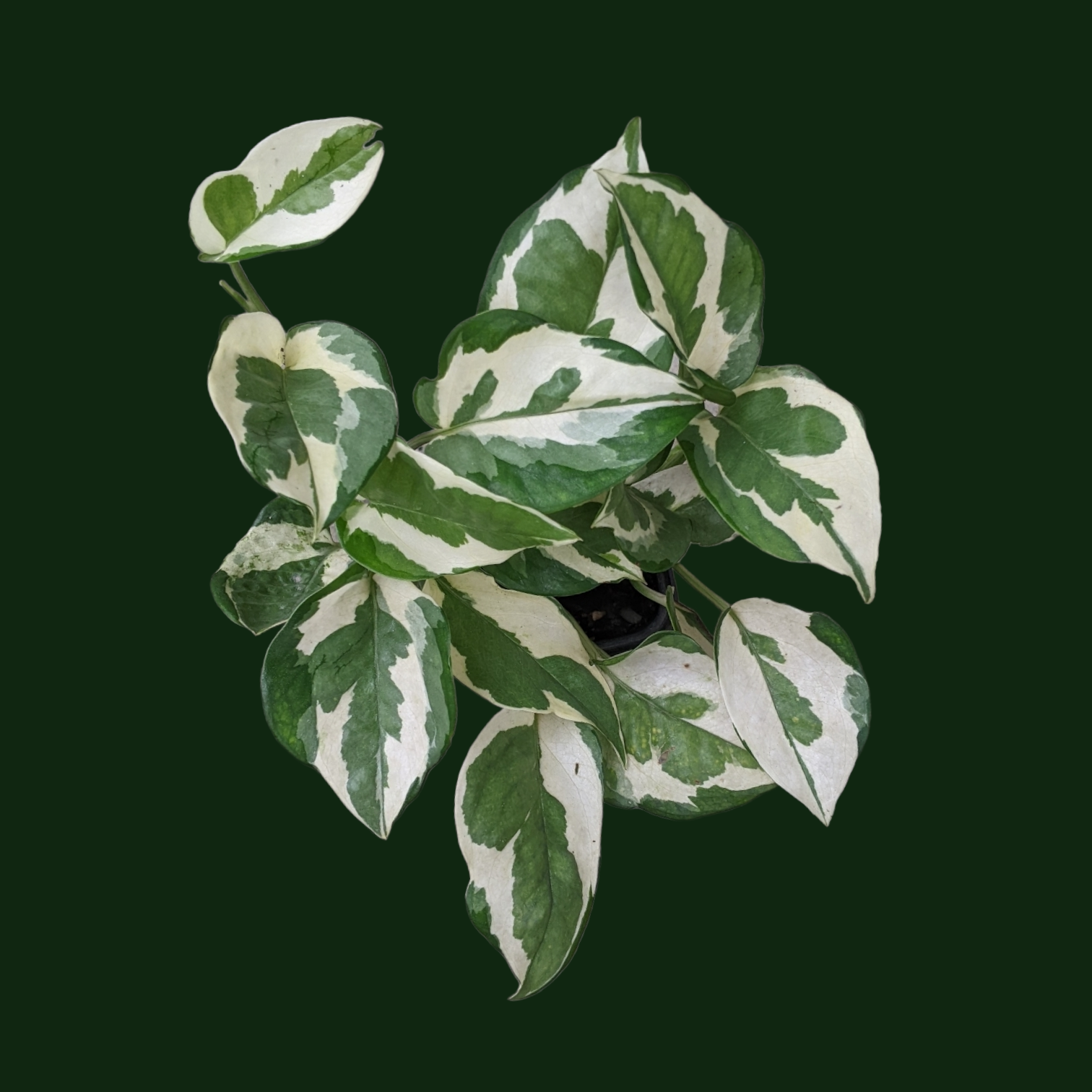 Money Plant 'N'Joy' - Foliage - Soiled