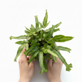 Hands holding a small green potted plant against a white background