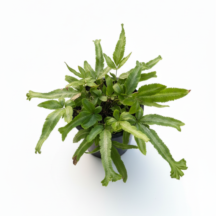 Potted plant on a white background