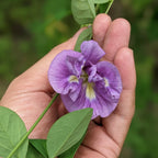 Purple Aparajita Flower Seeds (Clitoria Ternatea) - Seed - Soiled