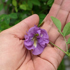 Purple Aparajita Flower Seeds (Clitoria Ternatea) - Seed - Soiled