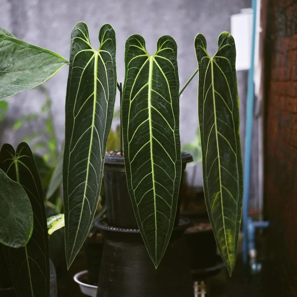 anthurium india Anthurium Queen Warocqueanum 'Dark Narrow' – Soiled
