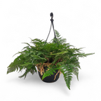 Rabbit’s Foot Fern (Large) - Fern - Soiled