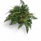 Rabbit’s Foot Fern (Large) - Fern - Soiled