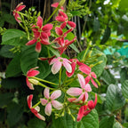 Rangoon Creeper - Madhumalti - Flowering Creeper - Soiled