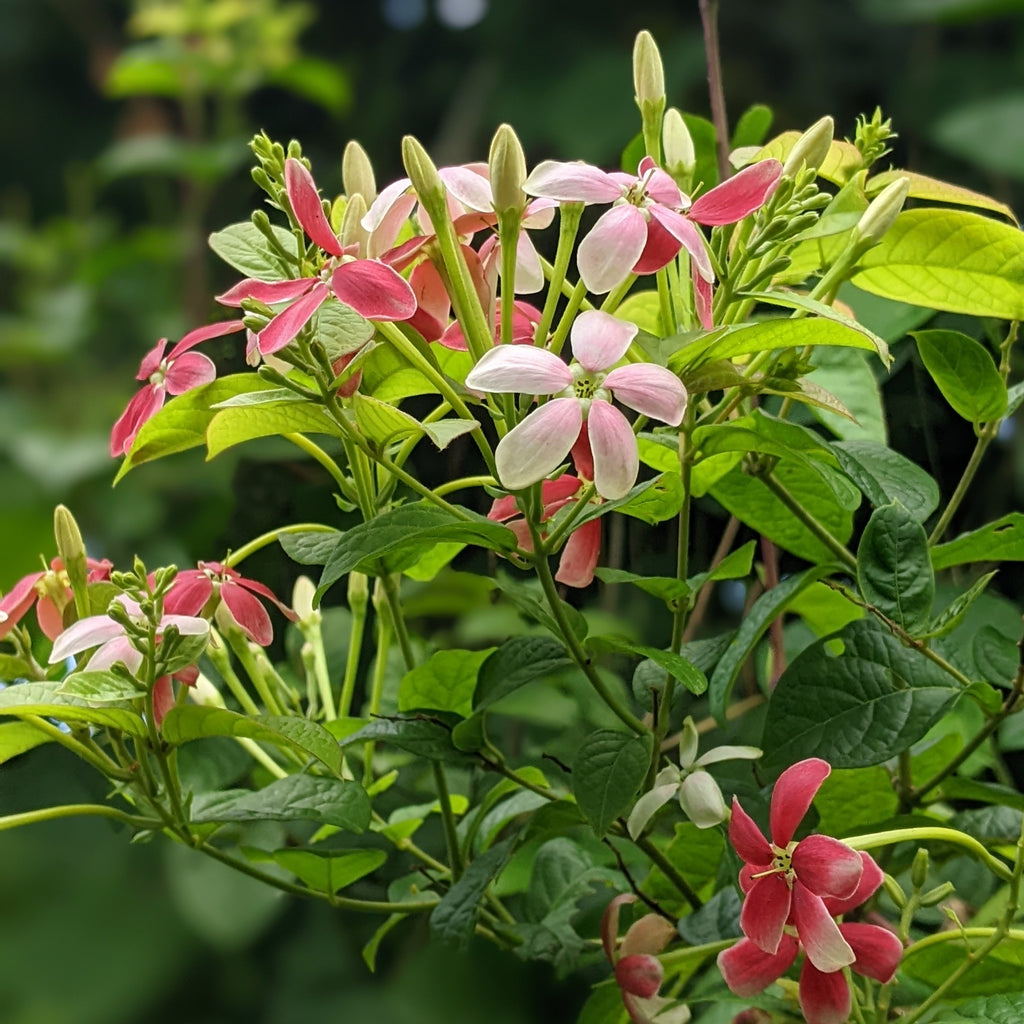 Rangoon Creeper - Madhumalti - Flowering Creeper - Soiled