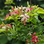 Rangoon Creeper - Madhumalti - Flowering Creeper - Soiled