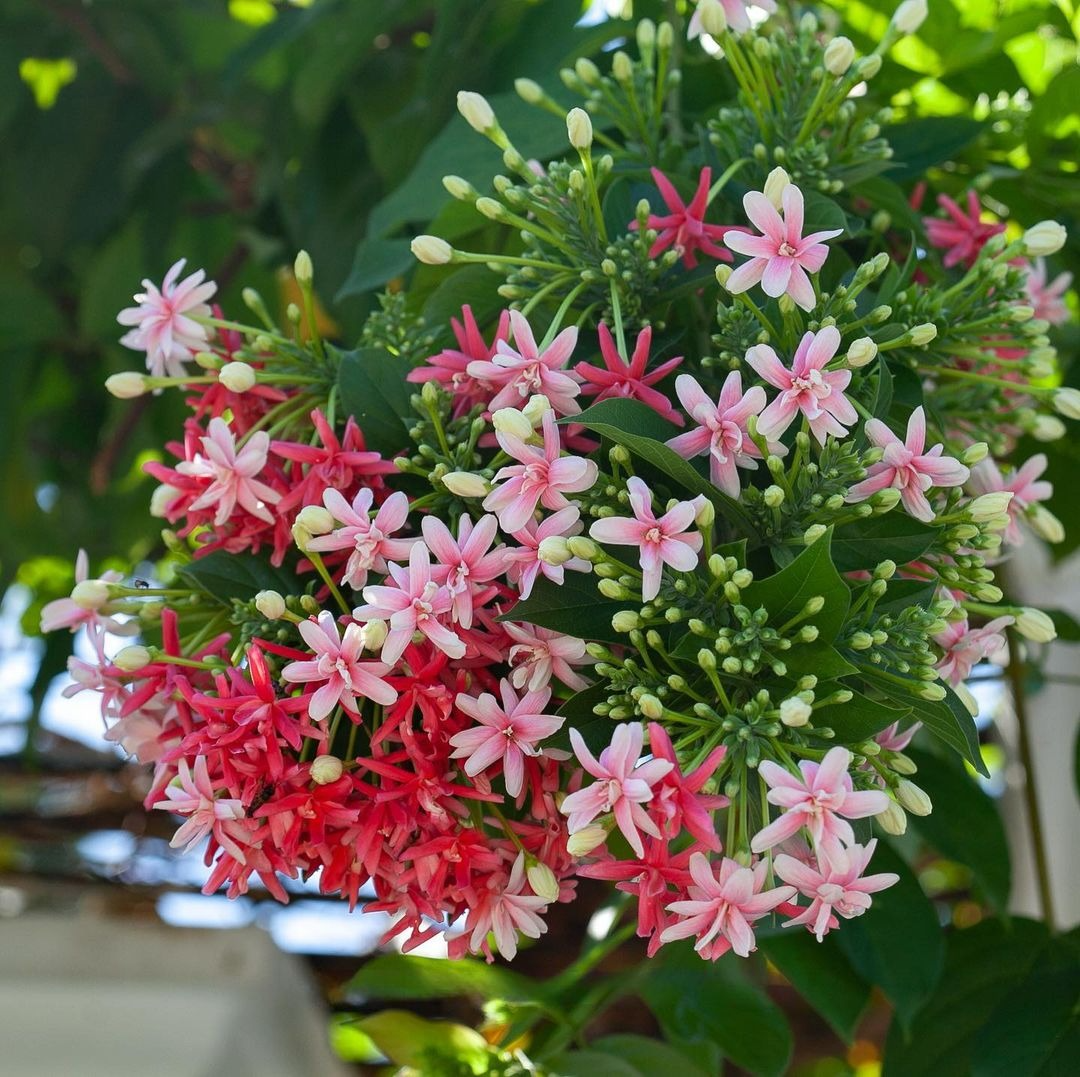 Rangoon Creeper (Double Petal) - Madhumalti - Flowering Creeper - Soiled
