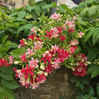 Rangoon Creeper (Double Petal) - Madhumalti - Flowering Creeper - Soiled