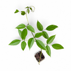 Blue Jade Vine (Strongylodon Macrobotrys) - Jade Vine - Soiled