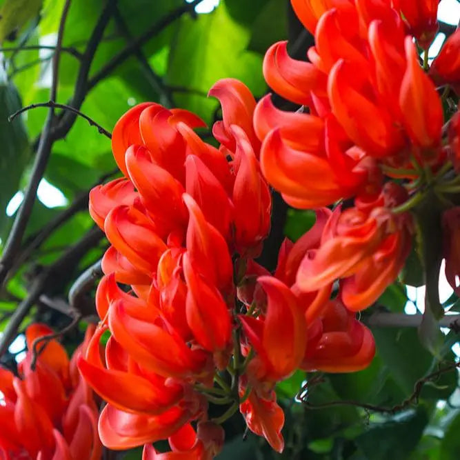red jade vine plant Red Jade Vine (Mucuna Bennettii)