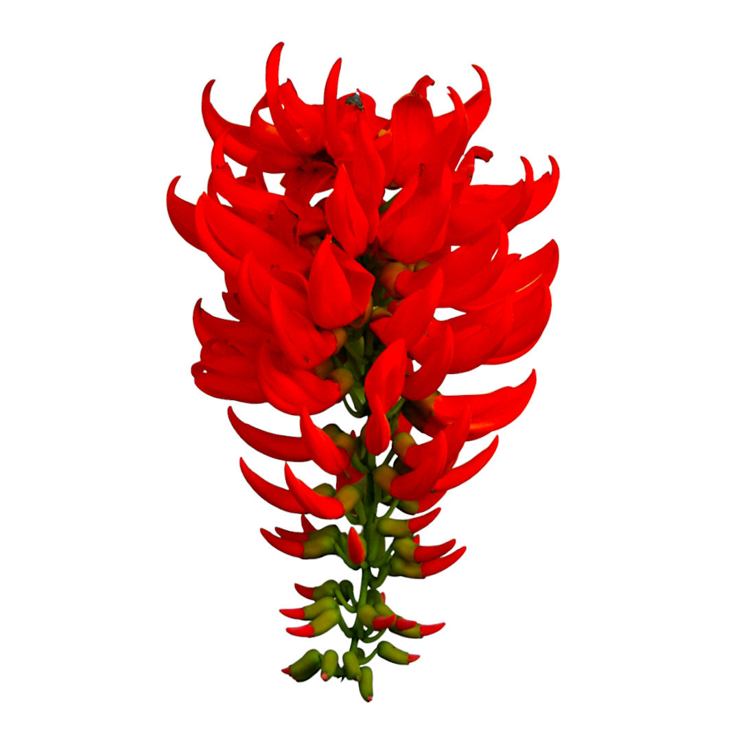 Red Jade Vine (Mucuna Bennettii) - Jade Vine - Soiled