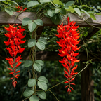 Red flowers hanging from a wooden structure with green leaves.