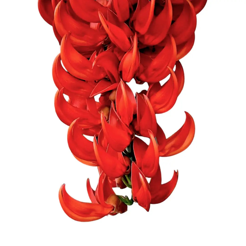 red jade vine plant Red Jade Vine (Mucuna Bennettii)