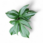 Rhaphidophora Decursiva - Rhaphidophora - Soiled