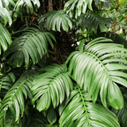 Rhaphidophora Decursiva - Rhaphidophora - Soiled