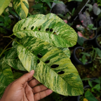 Hand holding a large green leaf with holes, blurred plant background